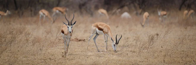 Fotokunst von Dennis Wehrmann: Springböcke im Nxai Pan Nationalpark in Botswana