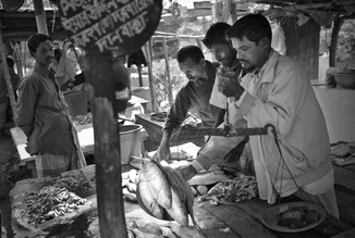 Fischer wiegen frischen Fisch auf einem Markt in Bangladesch, lebhafte Atmosphäre.