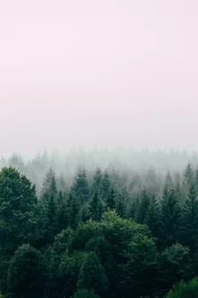 Foggy Forest - Fineart photography by Christian Hartmann
