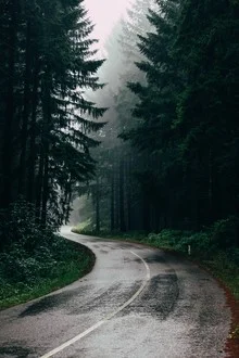 Calm road in fog, gentle rain, surrounded by trees