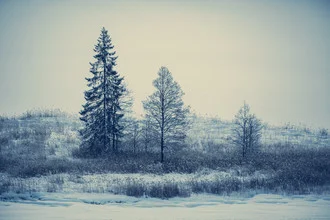 Photo art by Franz Sussbauer: quiet trees in the snow, peaceful winter landscape