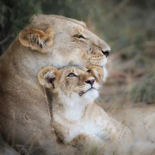 Fotokunst von Dennis Wehrmann: Katze mit Jungtier in der afrikanischen Wildnis