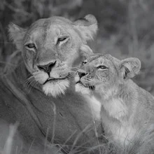 Photo art by Dennis Wehrmann: lion mother with her sweet cub in the African savannah
