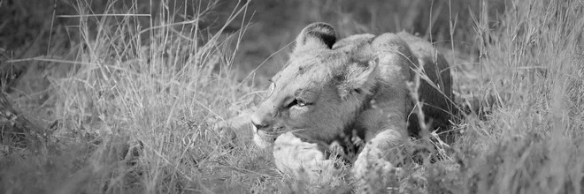 Photo of a baby lion in the wilderness of Botswana, playful and curious.