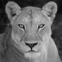 Photo of a lioness in the African savannah, calm atmosphere and natural colors.