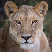 Photo art of a lion in Botswana, showcasing the calm and majestic presence of the animal.