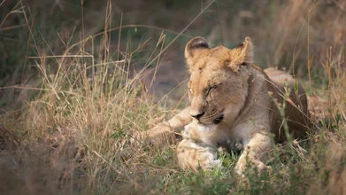 Fotokunst eines süßen Baby-Löwen im afrikanischen Busch von Dennis Wehrmann