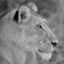 Fotokunst mit dem Profil eines Löwen in der afrikanischen Kalahari bei Sonnenuntergang.