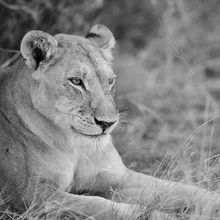 Lioness in Botswana's savannah, soft colors and a calming atmosphere.