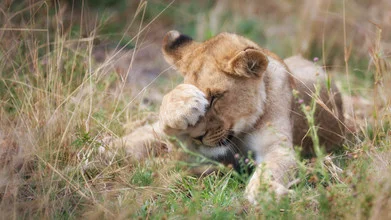 Fotokunst von Dennis Wehrmann: niedlicher Löwe in der afrikanischen Wildnis