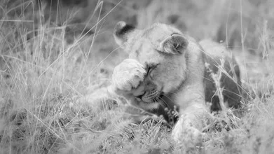 Putziger Baby-Löwe in der Wildnis, sanftes Licht und natürliche Farben.