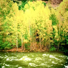 Photo art by Benan Ozgurkan: autumn tree landscape in shades of yellow