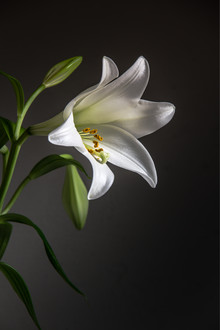 Björn Witt, Lily