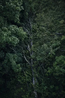 Photo art by Nadja Jacke: cycle of life in the forest with leaves and tree trunk