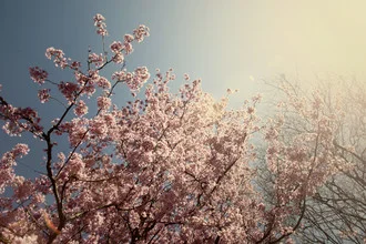 Photo art: Cherry tree full of blossoms in bright sunlight.