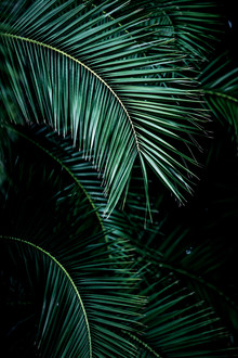 Mareike Böhmer, Palm Leaves 9 - France, Europe)