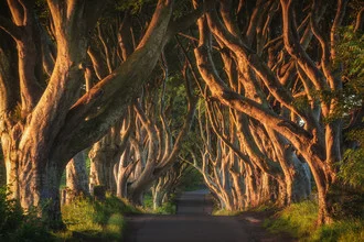 Waldweg in Irland mit hohen Bäumen und sanften Lichtspiel