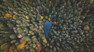 Johannes Hulsch, Herz des Waldes - Deutschland, Europa)