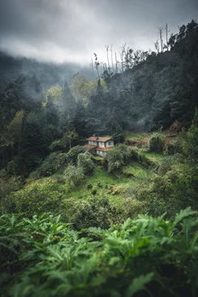 Waldcabin im Dschungel, umgeben von üppigem Grün und sanftem Licht.