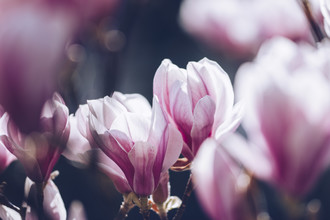 Nadja Jacke, Magnolia blossoms in the spring sun (Germany, Europe)