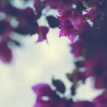 Bougainvillea flowers on Formentera, warm sunlight creating a holiday mood.
