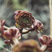 Photo art by Nadja Jacke: a fresh Aeonium plant with raindrops