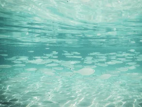 Fishes swim peacefully in the clear waters of the Mediterranean.