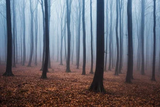 Fotokunst von Philip Gunkel: Nebel umhüllt einen mystischen Buchenwald