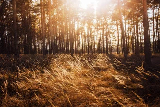 Photo art by Philip Gunkel: gentle landscape with golden sunlight over a field