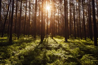 Photo art by Philip Gunkel: serene forest with trees and ferns in Brandenburg
