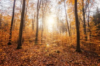 Photo art by Philip Gunkel: autumn landscape with colorful leaves in the forest