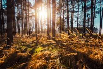 Photo art by Philip Gunkel: Grasses in backlight with trees in autumn forest