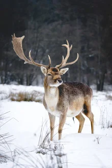 Fotokunst von Patrick Monatsberger: Reh im verschneiten Hunsrückwald