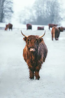 Photo art by Patrick Monatsberger: Highland cattle in a snowy landscape