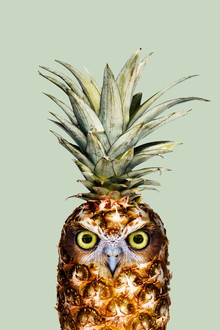 Jonas Loose, Pineapple Owl - Germany, Europe)