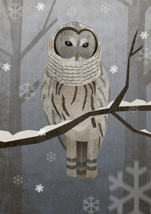 Sabrina Ziegenhorn, snowy owl (Germany, Europe)