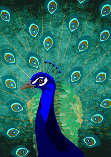 Sabrina Ziegenhorn, peacock (Germany, Europe)