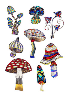 Sabrina Ziegenhorn, mushrooms (Germany, Europe)