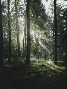 Photo art by Frithjof Hamacher: sun rays through a calm forest