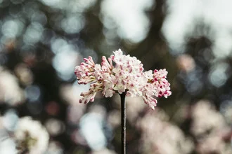 Photo art by Nadja Jacke: Winter snowball with soft blossoms in sunlight