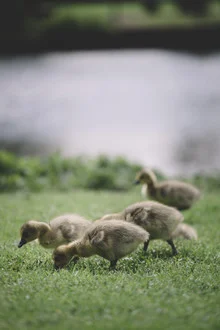 Photo art by Nadja Jacke: cute Canada goose chicks by the lake