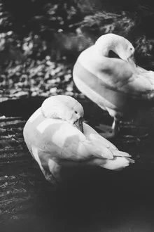 Geese preening their feathers in soft sunlight in a garden.