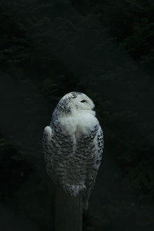 Nadja Jacke, Snowy Owl (Germany, Europe)