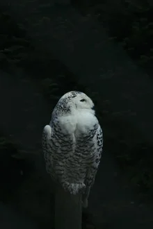 Photo art by Nadja Jacke: snowy owl portrait, soft colors and calm mood.