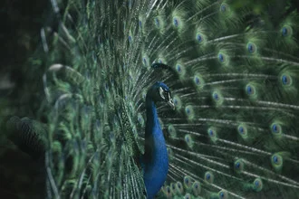 Photo art by Nadja Jacke: blue peacock with spreading feather crown against a calm background