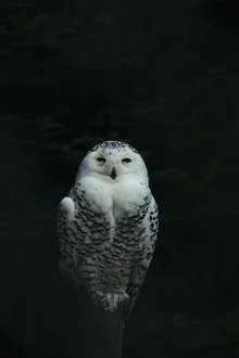 Snowy owl in a calm pose, minimalist portrait against a light background