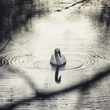Swimming swan in winter on calm water with gentle reflections