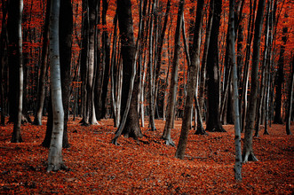 Stefan Wensing, Feuerwald im Herbst
