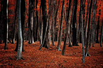 Waldaufnahme mit leuchtend roten Bäumen im Herbstlicht