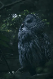 Great grey owl at dawn, observing calmly in a tranquil natural setting.
